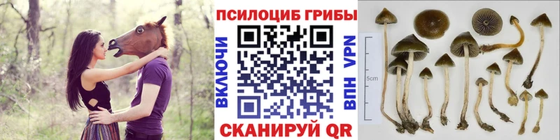 Галлюциногенные грибы мухоморы Горячеводский